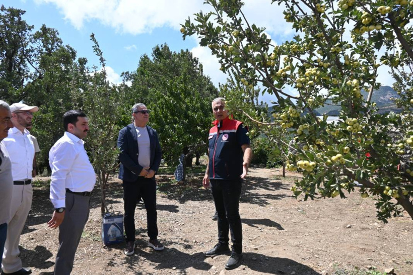 Kilosu 200 liradan satılıyor: Hatay'da hasadı yeni başladı - Fotoğraf: 5